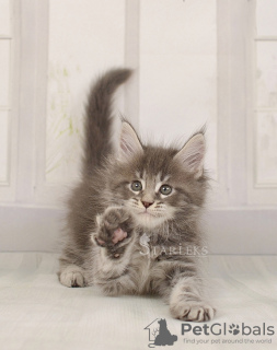 Photo №1. maine coon - for sale in the city of St. Petersburg | negotiated | Announcement № 9153