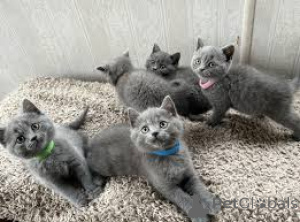 Photo №1. british shorthair - for sale in the city of Dragsvik | negotiated | Announcement № 168288