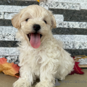 Photo №1.  - for sale in the city of Baienfurt | 329$ | Announcement № 152919