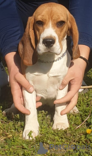 Photo №3. Beagle female for sale. Serbia