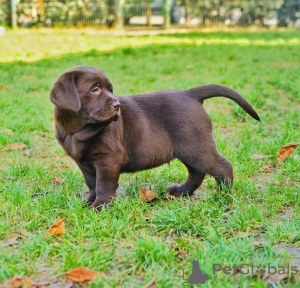 Photo №4. I will sell labrador retriever in the city of Warsaw. private announcement - price - 845$