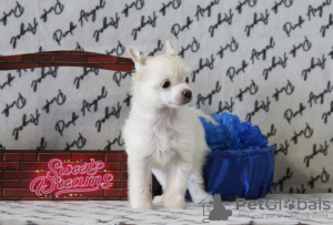 Photo №2 to announcement № 39509 for the sale of chinese crested dog - buy in Russian Federation from nursery