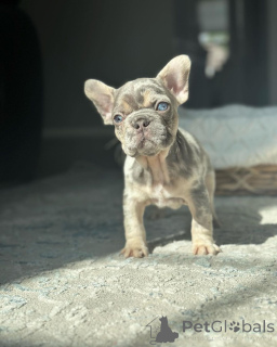 Photo №3. French Bulldogs for adoption. Germany