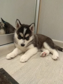 Photo №3. Purebred black and white Siberian Husky girl from parents with good pedigrees. Belarus