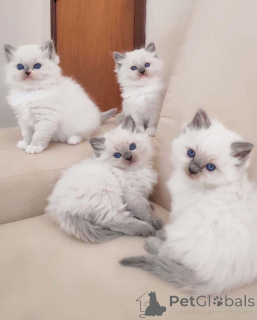 Photo №2 to announcement № 174801 for the sale of ragdoll - buy in United Kingdom private announcement