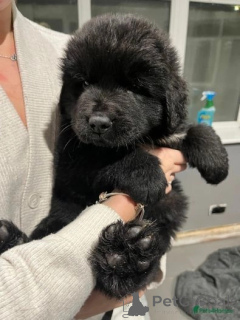 Photo №2 to announcement № 138644 for the sale of newfoundland dog - buy in United Kingdom 