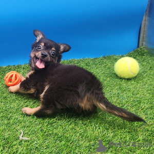 Photo №1. chihuahua - for sale in the city of Anderny | 282$ | Announcement № 151401