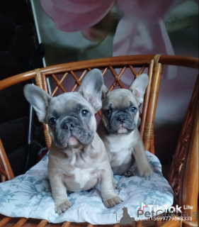 Photo №1. french bulldog - for sale in the city of Minsk | 581$ | Announcement № 160929