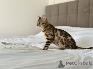 Photo №4. I will sell bengal cat in the city of New York. private announcement, from nursery, breeder - price - negotiated