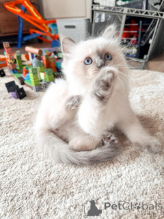 Photo №3. Well-Socialized Ragdoll Kittens Ready to Meet You. Germany