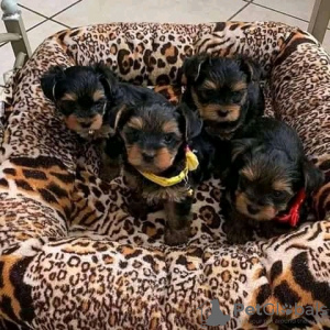 Photo №1. yorkshire terrier - for sale in the city of Copenhague | 400$ | Announcement № 125647