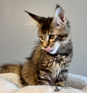 Photo №4. I will sell maine coon in the city of Monaco. breeder - price - negotiated