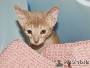 Photo №3. Abyssinian cat boy fawn color kitten. Ukraine
