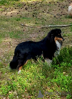 Photo №2 to announcement № 142647 for the sale of shetland sheepdog - buy in Czech Republic from nursery, breeder