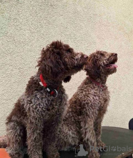 Photo №2 to announcement № 102987 for the sale of lagotto romagnolo - buy in Serbia 