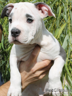 Photo №3. Gorgeous Amstaff puppies of noble blood. Moldova