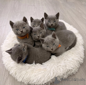 Photo №1. russian blue - for sale in the city of Badenheim | 361$ | Announcement № 178057