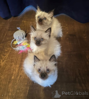 Photo №1. ragdoll - for sale in the city of Giesen | 361$ | Announcement № 169826
