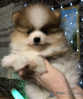 Photo №1. pomeranian - for sale in the city of Novosibirsk | 1363$ | Announcement № 8735