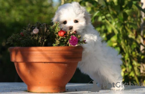 Photo №2 to announcement № 91057 for the sale of havanese dog - buy in France private announcement