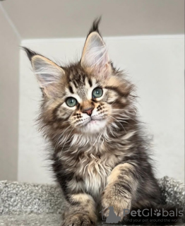 Photo №1. maine coon - for sale in the city of Интерлакен | 423$ | Announcement № 116796