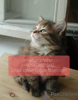 Photo №1. siberian cat - for sale in the city of Gotland | 370$ | Announcement № 11319