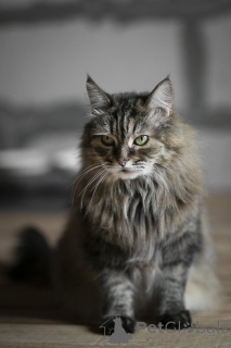 Photo №4. I will sell  in the city of Москва.  - price - Is free