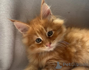 Photo №1. maine coon - for sale in the city of Vienna | 113$ | Announcement № 137194