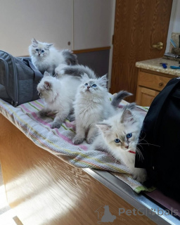 Photo №1. siberian cat - for sale in the city of Hummeltal | 361$ | Announcement № 177543