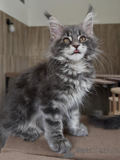 Photo №4. I will sell maine coon in the city of Poznan. breeder - price - negotiated