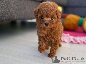 Photo №1. poodle (toy) - for sale in the city of Ostrava | negotiated | Announcement № 90421