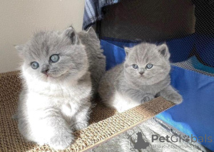 Photo №1. british shorthair - for sale in the city of Monterey | 250$ | Announcement № 89601