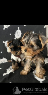 Photo №3. Yorkie puppies for sale. Germany