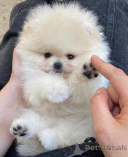 Photo №4. I will sell pomeranian in the city of Slovenian coffin. private announcement - price - negotiated