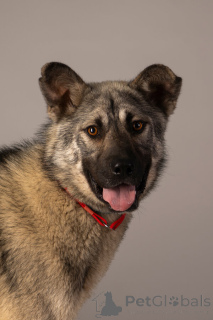 Photo №1. non-pedigree dogs - for sale in the city of St. Petersburg | Is free | Announcement № 146686