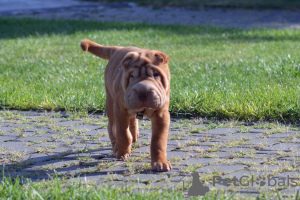 Photo №1. shar pei - for sale in the city of Stockholm | 400$ | Announcement № 13076