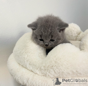 Photo №1. british shorthair - for sale in the city of New York Mills | 250$ | Announcement № 118018