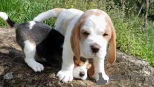 Photo №2 to announcement № 124713 for the sale of beagle - buy in Germany private announcement