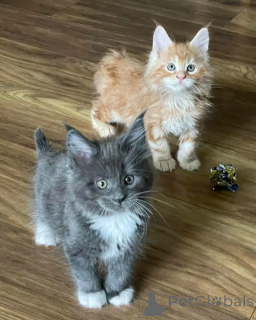 Photo №1. maine coon - for sale in the city of Eposini | negotiated | Announcement № 167323