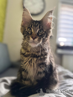 Photo №2 to announcement № 138040 for the sale of maine coon - buy in Spain private announcement