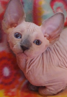 Photo №4. I will sell sphynx-katze in the city of Moscow. from nursery - price - Negotiated