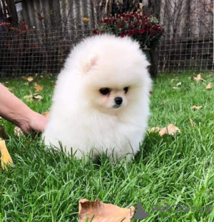 Photo №3. Introducing adorable Pomeranian puppies!. Germany