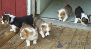 Photo №1. welsh corgi - for sale in the city of Vienna | 264$ | Announcement № 117982