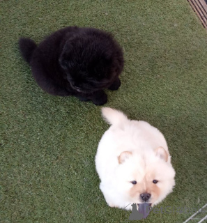 Photo №2 to announcement № 167485 for the sale of chow chow - buy in Denmark private announcement, breeder