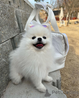 Photo №1. pomeranian - for sale in the city of Mississippi state | 550$ | Announcement № 166384