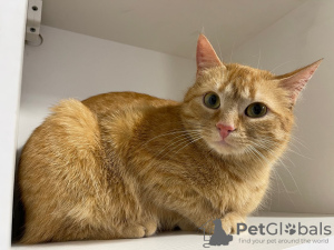 Additional photos: A wonderful young cat Fox is looking for a home and a loving family!