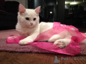 Photo №1. norwegian forest cat - for sale in the city of Mettmann | 329$ | Announcement № 149192