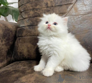 Photo №2 to announcement № 96869 for the sale of persian cat - buy in United States private announcement
