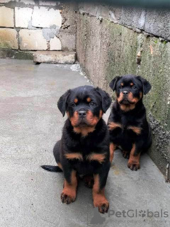 Photo №2 to announcement № 87014 for the sale of rottweiler - buy in Serbia 