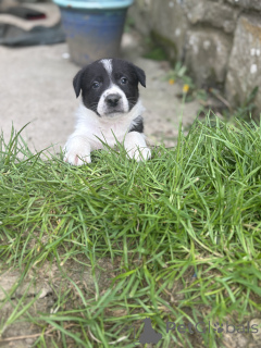 Photo №1. border collie - for sale in the city of Aqua | 506$ | Announcement № 168899